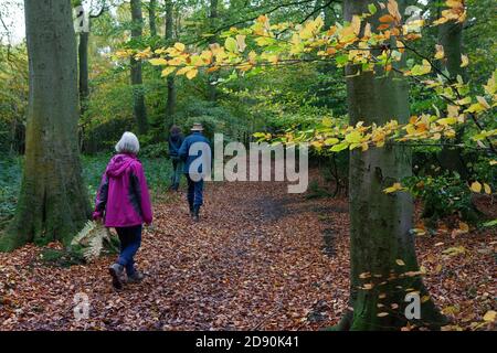 Lambridge Woods, Oxfordshire : les grands-parents et les petits-enfants dans une bulle de soutien traversent les bois de hêtre. Anna Watson/Alamy Banque D'Images