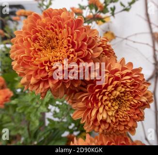 Bronze d'Astro de chrysanthème, une variété de couleur orange de bronze profond Banque D'Images