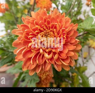 Bronze d'Astro de chrysanthème, une variété de couleur orange de bronze profond Banque D'Images