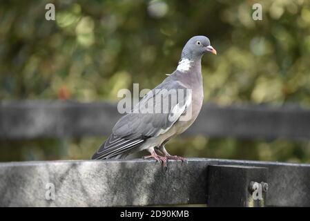 Common Woodpigeon, Columba Palumbus, perché sur un rail dans une réserve naturelle du Staffordshire en automne Banque D'Images