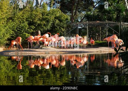 Lac avec de beaux flamants roses entouré de plantes luxuriantes par une journée ensoleillée à Barcelone, Espagne.