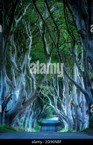 Vue sur Moonlight à travers le 18e siècle Beech Tree Lined Road connu sous le nom de Dark Hedges près de Stanocum, County Antrim, Irlande du Nord, Royaume-Uni Banque D'Images