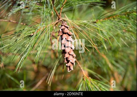 Un cône de pin (strobilus) accroché à une branche de pin sur Cape COE, États-Unis Banque D'Images