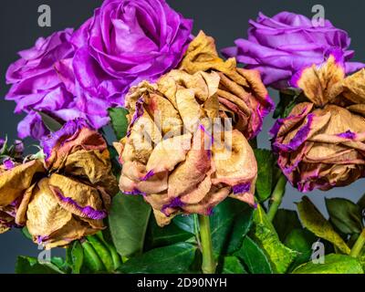 Un bouquet de roses mourantes dans un vase, la plupart des fleurs étant brun, mais avec des feuilles vertes et trois fleurs encore rose vif. Banque D'Images