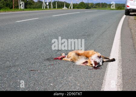 Un renard mort repose sur l'asphalte, frappé par une voiture. Concept de protection des animaux sauvages. Les mouches s'assoient sur le museau d'un animal sauvage mort. Banque D'Images
