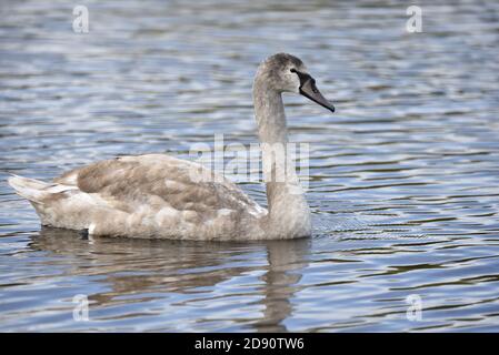 Juvénile Mute Swan, Cygnus olor, natation sur un lac dans le Staffordshire en automne Banque D'Images