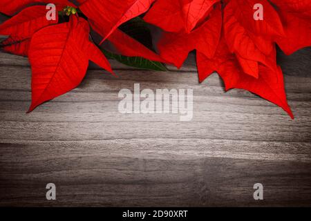 Fond de Noël ou de saison composé d'une surface en bois et poinsettia, avec un élégant vignettage Banque D'Images