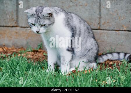 chat gris blanc en position de chasse sur l'herbe verte