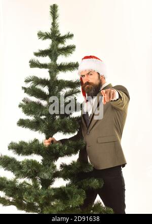 Le réalisateur avec barbe se prépare pour Noël. Un homme d'affaires au visage plein de confiance porte un arbre de Noël chauve et pointe vers l'avant. Concept de vacances d'affaires. Homme en costume et chapeau Santas sur fond blanc Banque D'Images