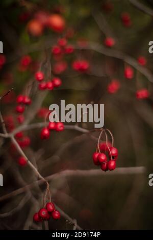 Gros plan des baies rouges sur les branches de Crataegus, communément appelées aubépine au matin ensoleillé de l'automne. Foyer sélectif et dof peu profond. Banque D'Images