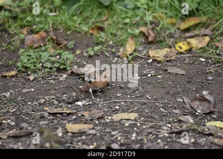 Chaffinch commun, Fringilla coelebs, Homme dans le profil droit sur le sol, regardant la caméra lors d'un jour automnal ensoleillé à Staffordshire, Angleterre, Royaume-Uni Banque D'Images