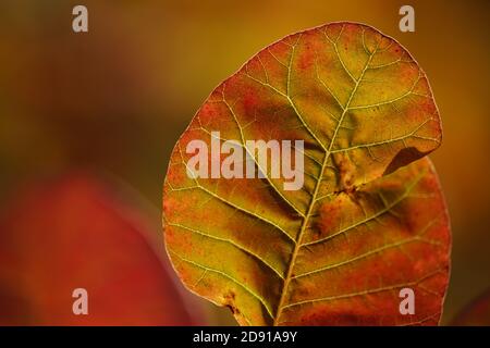 Feuille rouge d'automne sur une branche d'arbre en journée ensoleillée. Vue macro. Banque D'Images