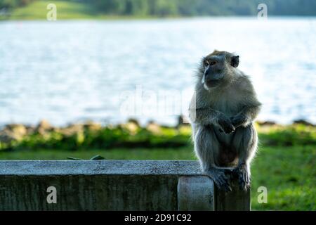 Macaque à queue longue assis sur un banc. Banque D'Images