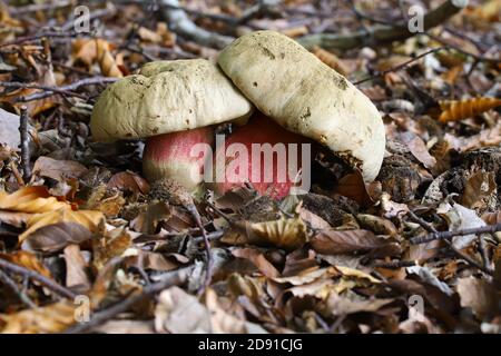 Boletus calopus, le boléte de hêtre amer Banque D'Images