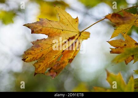 Érable d'automne avec de grandes feuilles brunes sèches au soleil forêt Banque D'Images