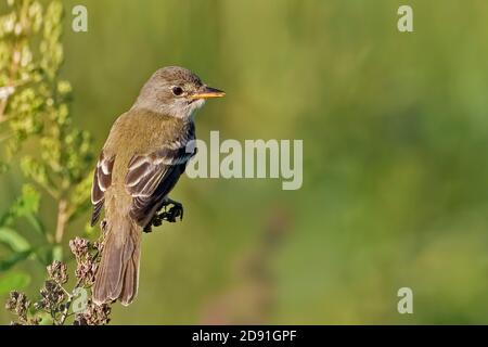 Un Moucherolle de saule, Empidonax traillii, perché sur la branche Banque D'Images