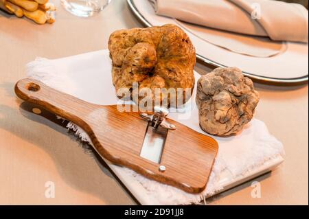 deux grosses truffes d'alba blanc sur trancheuse en bois et blanc serviette de table de restaurant étoilée Banque D'Images