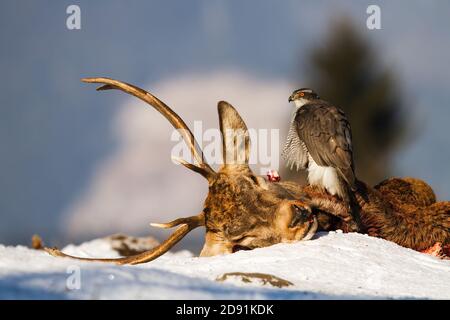 Perfaucon du Nord assis sur des cerfs morts en hiver nature Banque D'Images