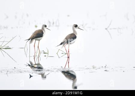 Les oiseaux de pilotis sont debout sur les terres humides Banque D'Images