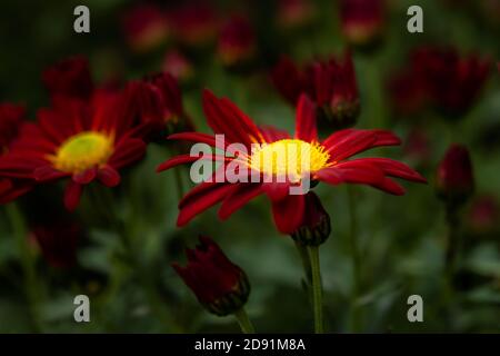 Chrysanthèmes rouge et jaune sur un arrière-plan flou vue rapprochée du dessus. De magnifiques chrysanthèmes bordeaux fleurissent dans le jardin. Papier peint naturel Banque D'Images