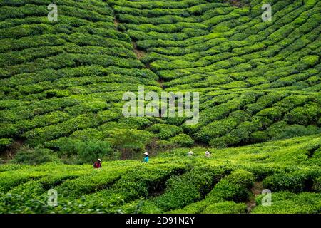 les travailleurs cueillant des feuilles de thé dans une plantation de thé Banque D'Images