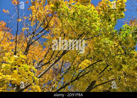 Vue diagonale du bas de magnifiques feuilles d'érable d'automne jaune et vert sur l'arbre contre ciel bleu clair. Les vibes d'automne. Ballinteer, Dublin, Irlande Banque D'Images