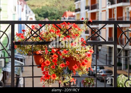 Pot de fleurs avec pétunias fleurs accrochées sur le fer forgé grill de la terrasse Banque D'Images
