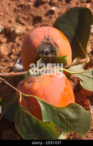 Branche de avec deux persimmons endommagés par être infectés par un fléau Banque D'Images