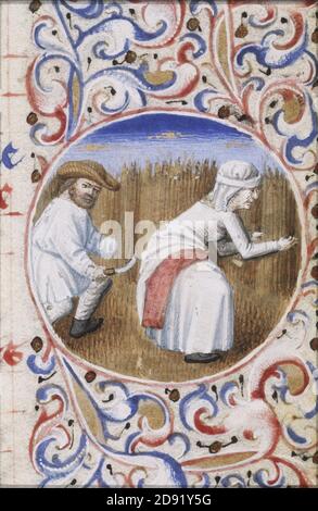 Juillet - un homme qui récolte du maïs et une femme qui se lie à des gerbes - Livre des heures Simon de varie - KB 74 G37a - 094r det randv 1. Banque D'Images
