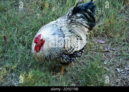 Le poulet wyandotte lacé en argent est en vue dans le jardin Banque D'Images
