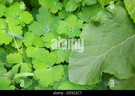 Feuilles de plantes vertes. Le fond est fait de végétation verte. Herbe juteuse avec tiges et feuilles. Branches de l'arbuste en été. Banque D'Images