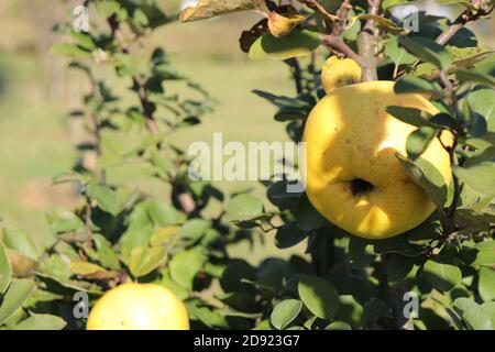 Fruits mûrs de pommes jaunes sur les branches, Malus domestica Banque D'Images