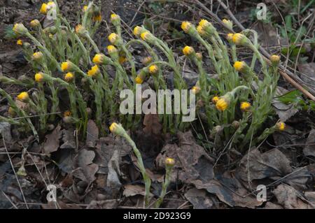 Coltsfoot (Tussulago farfara) fleurit au printemps, gros plan Banque D'Images