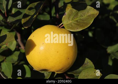 Fruits mûrs de pommes jaunes sur les branches, Malus domestica Banque D'Images