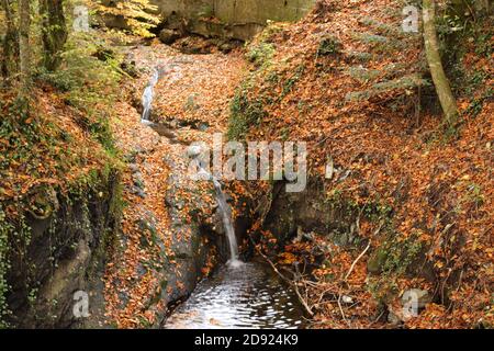 Paysage d'automne avec de belles feuilles de couleur jaune et orange Banque D'Images