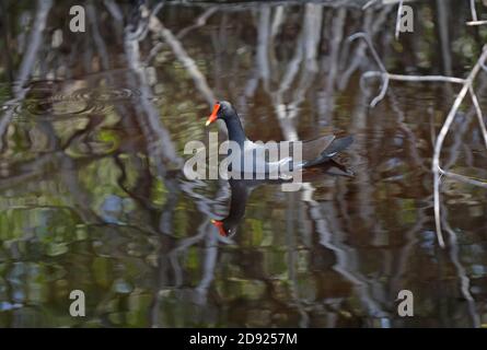 Gallinule commun (Gallinula galeata) Nage des adultes parmi les mangroves avec reflet en Floride Février Banque D'Images