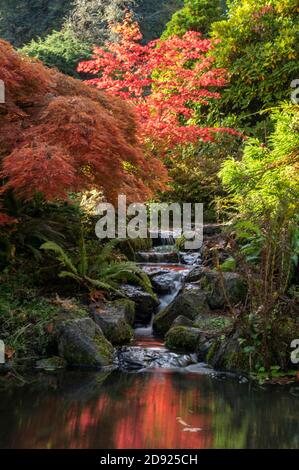 Petite chute d'eau et feuilles d'automne aux jardins Kubota à Seattle, Washington, États-Unis Banque D'Images