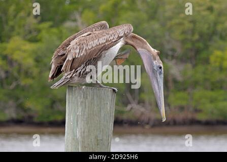 Pélican brun (Pelecanus occidentalis) immature après l'éraflure de la Floride Février Banque D'Images