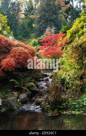 Petite chute d'eau et feuilles d'automne aux jardins Kubota à Seattle, Washington, États-Unis Banque D'Images