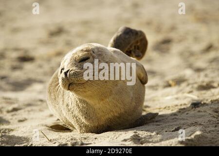 Phoque chiot sur la plage côte est Grenen Danemark 02 Banque D'Images