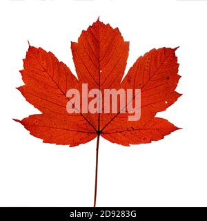 L'automne feuille d'érable rouge isolé sur fond blanc Banque D'Images