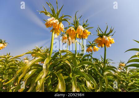 Une couronne impériale jaune ou couronne de Kaiser, fritilaria impérialis, photographiée en pleine floraison contre le soleil avec de beaux rayons de soleil et ciel bleu avec l'esprit Banque D'Images