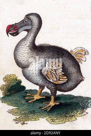 DODO Raphus cucullatus oiseau sans vol éteint dans une illustration de 1798 Banque D'Images