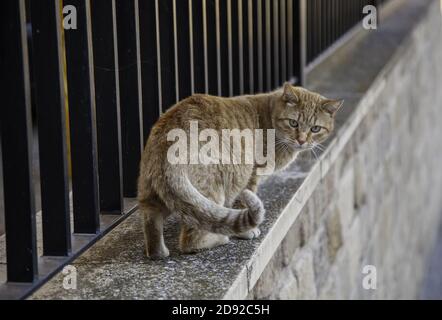 Chats sur la clôture assis dans la rue, animaux domestiques errants, animal de compagnie Banque D'Images