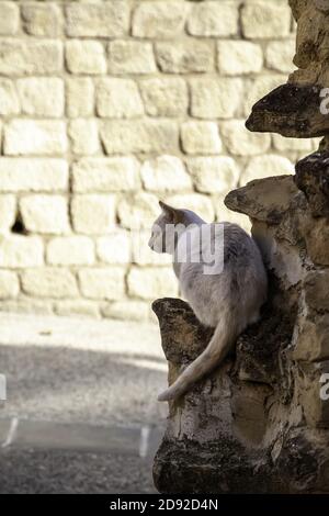 Les chats de la rue abandonnée, la violence envers les animaux, de tristesse Banque D'Images