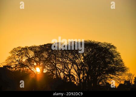 Paysage rural et soirée, en fin d'après-midi. Le soleil se couche dans les arbres du biome Pampa du Rio Grande do Sul - Brésil. Sentiment de paix et ca Banque D'Images