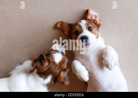 Deux chiots mignons Jack Russell Terrier sur fond beige. Vue de dessus. Un chiot au nez noir et aux yeux étincelants regarde l'appareil photo. Banque D'Images