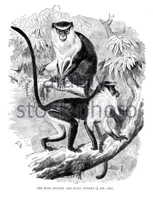 Mona Monkey et Diana Monkey, illustration vintage de 1893 Banque D'Images