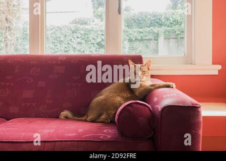 Chat assis sur un canapé rouge au soleil Banque D'Images
