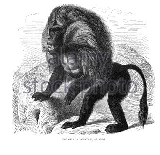 Gelada Baboon, illustration vintage de 1893 Banque D'Images